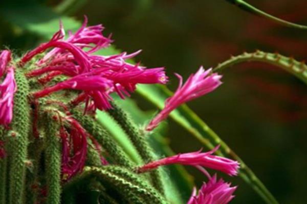 鼠尾掌養殖方法與注意事項 鼠尾掌怎么養快速爆盆