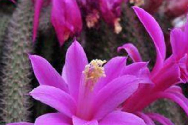 鼠尾掌養(yǎng)殖方法與注意事項 鼠尾掌怎么養(yǎng)快速爆盆