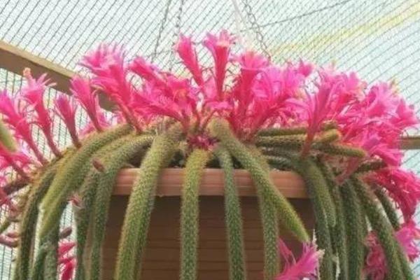 鼠尾掌養(yǎng)殖方法與注意事項 鼠尾掌怎么養(yǎng)快速爆盆