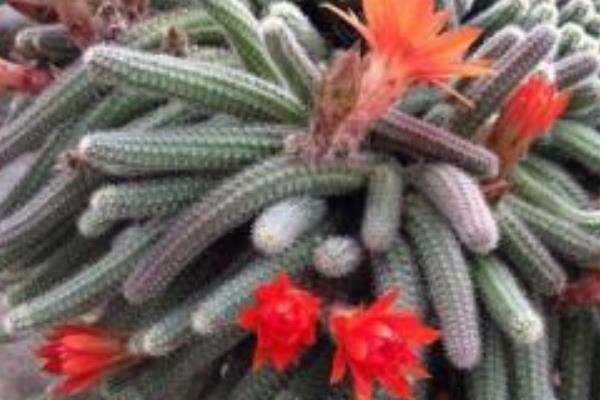 鼠尾掌養(yǎng)殖方法與注意事項 鼠尾掌怎么養(yǎng)快速爆盆