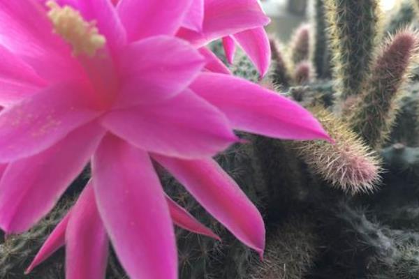 鼠尾掌養(yǎng)殖方法與注意事項 鼠尾掌怎么養(yǎng)快速爆盆