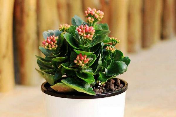 長壽花和長壽海棠的區別是什么 長壽花的養護技巧