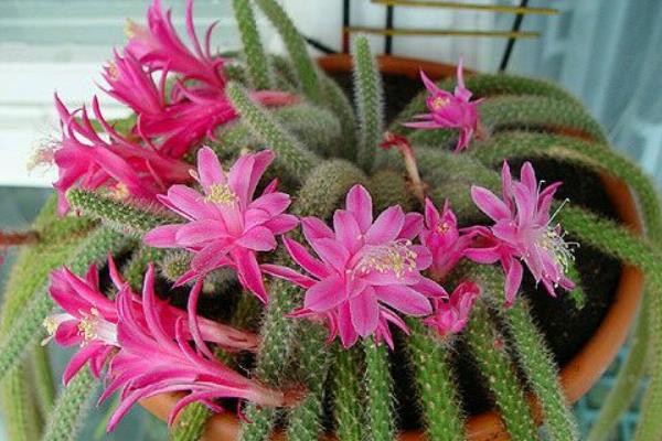 鼠尾掌圖片大全 鼠尾掌仙人掌特點與簡介