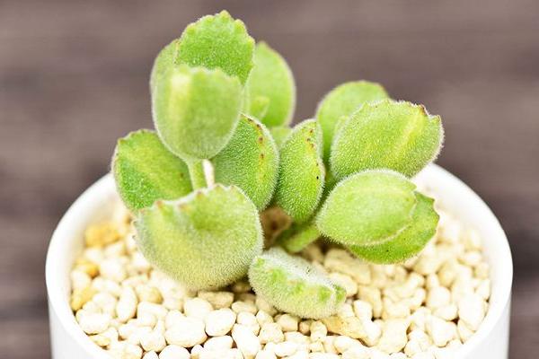 熊童子市場價格多少錢一盆 熊童子葉子發軟怎么辦