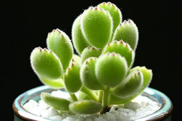 熊童子掉葉子的原因及解決辦法（夏天） 熊童子長黑斑的處理方法