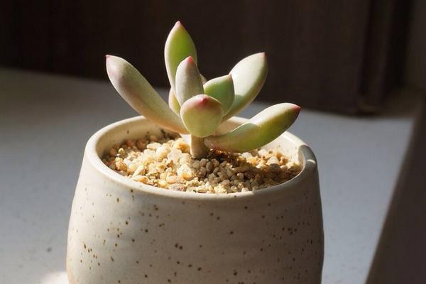 星美人葉子發黃掉葉子怎么辦 