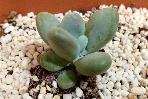 星美人葉子發黃掉葉子怎么辦 