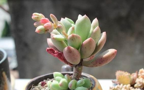 星美人葉子發黃掉葉子怎么辦 