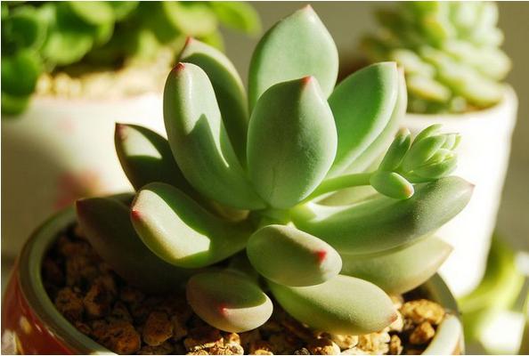 星美人葉子發黃掉葉子怎么辦 