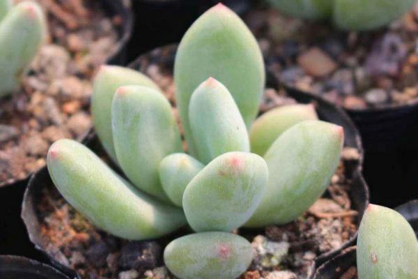 星美人葉子發黃掉葉子怎么辦 