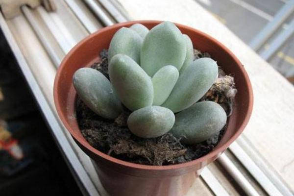 星美人葉子發黃掉葉子怎么辦 