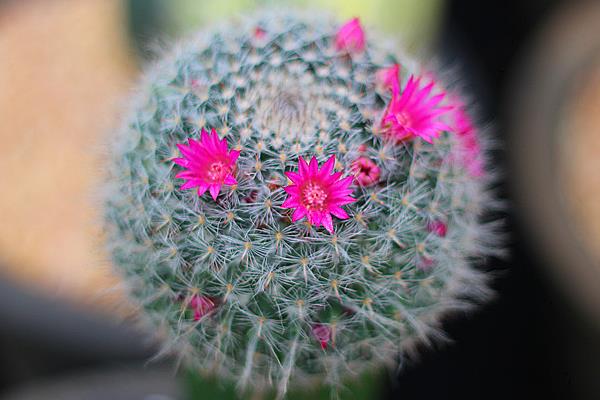 玉翁仙人球怎么養(yǎng) 玉翁仙人球養(yǎng)殖方法與注意事項