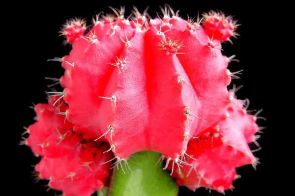 翠晃冠與緋牡丹的區別是什么 緋牡丹的四季養護