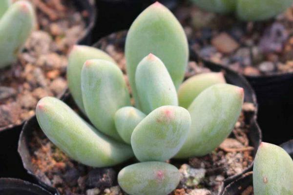 星美人徒長怎么辦 多肉植物星美人爛根的處理方法