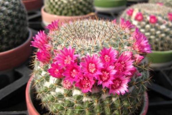 玉翁仙人球怎么養(yǎng) 玉翁仙人球養(yǎng)殖方法與注意事項