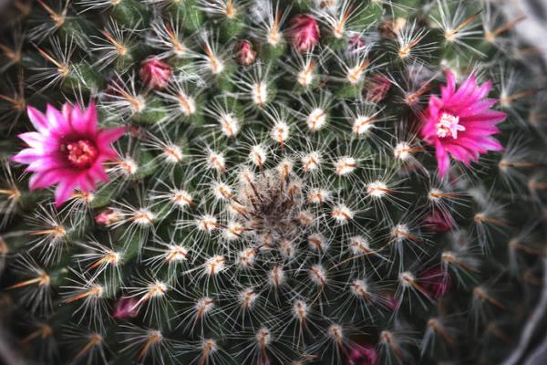 玉翁仙人球怎么養(yǎng) 玉翁仙人球養(yǎng)殖方法與注意事項