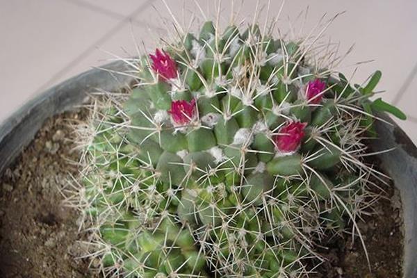 玉翁仙人球怎么養(yǎng) 玉翁仙人球養(yǎng)殖方法與注意事項