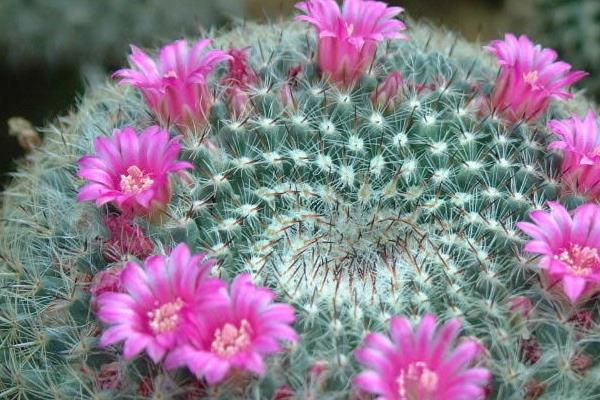 玉翁仙人球怎么養(yǎng) 玉翁仙人球養(yǎng)殖方法與注意事項