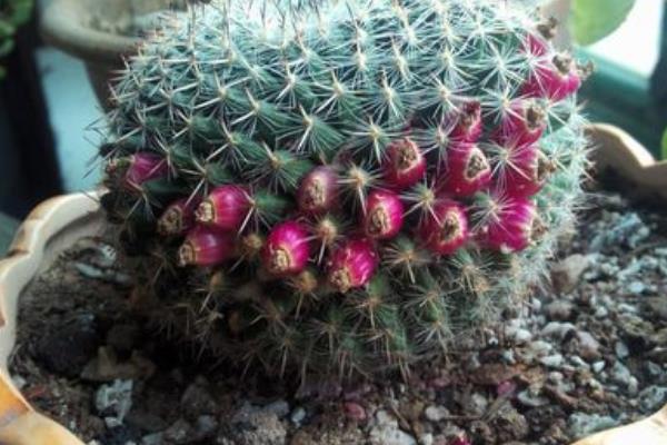 玉翁仙人球怎么養(yǎng) 玉翁仙人球養(yǎng)殖方法與注意事項