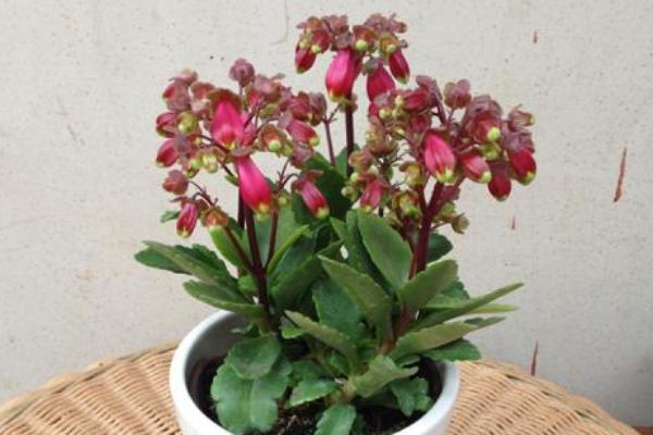 宮燈長壽花有毒嗎 宮燈長壽花葉子變干的原因及處理方法