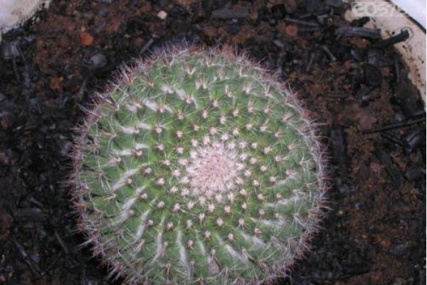 玉翁仙人球有花苞后多久才會開花 玉翁一年開幾次花