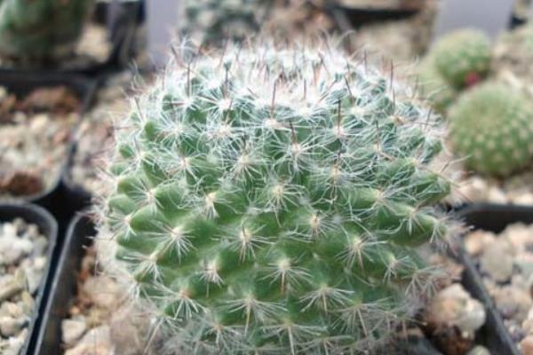 玉翁每天需要曬多久太陽 玉翁仙人球能長多大