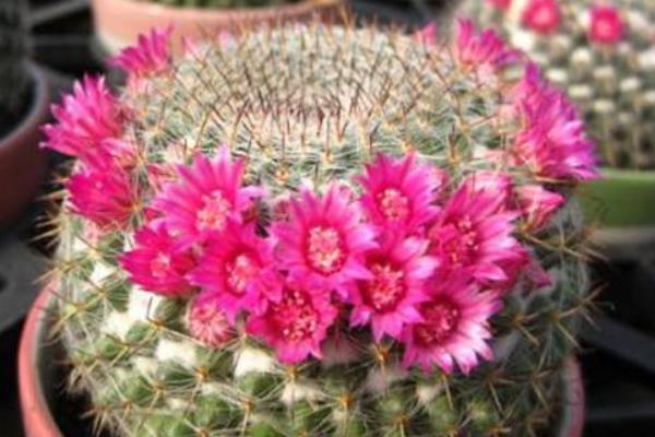 開花這件事，不同的植物有不同的處理方式，有開的快的，和開的慢的。那么 玉翁仙人球究竟屬于哪一種，他一年會開幾次花，什么時候開花，開多長時間，這些內容下文當中都有哦！ 玉翁仙人球有花苞后多久才會開花 玉翁仙人球在有花苞之后一般一到兩天之后就會開花。 玉翁一年開幾次花 通常玉翁的花期在每年的6-7月份，根據玉翁仙人球的營養程度來確定開花的期限。一般一年之內很少會開幾遍花。 玉翁仙人球不開花怎么辦 1、玉翁對溫度和光照的不適應 當溫度過低，光照不足的時候會造成玉翁不開花。冬天的時候，要放到室內過冬，要保證室內溫度在5-6℃。當室內溫度接近0℃時，要注意防寒保暖，除了控制澆水外，要在晴天的時候放到向陽的陽臺上取暖。當玉翁的盆土過濕，氣溫過高，光線過弱的時候也不利于玉翁的生長。平常要保證玉翁的生長溫度在24-26℃，夏季避免在強光下暴曬。 2、玉翁澆水過多或過少 澆水過多，會導致水害，造成玉翁不開花。在生長期內要少澆水，要以“不干不澆，澆則澆透”為原則。平常3-4個星期澆水一次為最佳，切忌澆水時沾到球體。長時間的缺水或澆水少也會影響玉翁生長。 3、玉翁的施肥不足或過多 沒有肥料或者肥料不足，也不可能開花。玉翁對肥料需求不大，但是還是要施氮肥。最好半年施一次稀釋肥。 玉翁仙人球的繁殖方法 一、玉翁的播種繁殖 1、播種時間 每年的4-6月。 2、發芽條件 發芽的適宜溫度為15-25℃。 3、具體方法 將玉翁的種子直接撒在盆土里面，7天后可發芽。當幼苗長一段時間后就可以分栽，將幼苗分開栽與盆中。 4、注意事項 澆水要適當，土壤不能過干。幼苗過冬的溫度要在10℃以上。當幼苗頂部長出毛刺時，就可盆栽，一盆一苗，分栽最好在春季進行。 二、玉翁的扦插 1、扦插時間 扦插可在每年的4-10月進行。 2、扦插條件 扦插的基質用河沙加上少量的鋸。扦插要選用飽滿突出的小球作插穗。子球太小容易腐爛。 3、具體方法 要保證插穗的球面要光滑，然后在上面涂木碳粉或硫磺粉后放到陰涼處晾2-3天。等到分泌的汁液干了之后，切面收縮后即可扦插。插后放在半陰處，噴一些水，保持土壤的濕潤，40天左右即可生根成活。 4、注意事項 夏季高溫多雨的是后不能扦插，但是在溫室里可以一年四季進行扦插。扦插是不要插得太深，切口以稍入土為宜。玉翁的嫁接嫁接準備砧板用仙人球或量天尺，接穗用子球具體方法將培育3個月以上的小仙人球嫁接上柔嫩的量天尺上催長。待接穗長到一定大小后砧板支撐不了時，即可切下來，晾干傷口后進行扦插盆栽。在土壤肥沃、空氣流通的良好環境下，不經嫁接的實生苗長得也很快。上盆后的實生苗或嫁接仔球要放在半陰處，切忌陽光直射，7-10天后球體不萎縮，即可成活。注意事項嫁接后不要澆水，要放置在陰涼處。 雖然仙人球的生存難度比較小，但是養死仙人球的人也不在少數，所以想要知道怎樣才能養出健康有活力的仙人球，就需要平常多看一些與仙人球種植有關的內容，尤其是要記得關注致富熱！