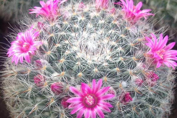開花這件事，不同的植物有不同的處理方式，有開的快的，和開的慢的。那么 玉翁仙人球究竟屬于哪一種，他一年會開幾次花，什么時候開花，開多長時間，這些內容下文當中都有哦！ 玉翁仙人球有花苞后多久才會開花 玉翁仙人球在有花苞之后一般一到兩天之后就會開花。 玉翁一年開幾次花 通常玉翁的花期在每年的6-7月份，根據玉翁仙人球的營養程度來確定開花的期限。一般一年之內很少會開幾遍花。 玉翁仙人球不開花怎么辦 1、玉翁對溫度和光照的不適應 當溫度過低，光照不足的時候會造成玉翁不開花。冬天的時候，要放到室內過冬，要保證室內溫度在5-6℃。當室內溫度接近0℃時，要注意防寒保暖，除了控制澆水外，要在晴天的時候放到向陽的陽臺上取暖。當玉翁的盆土過濕，氣溫過高，光線過弱的時候也不利于玉翁的生長。平常要保證玉翁的生長溫度在24-26℃，夏季避免在強光下暴曬。 2、玉翁澆水過多或過少 澆水過多，會導致水害，造成玉翁不開花。在生長期內要少澆水，要以“不干不澆，澆則澆透”為原則。平常3-4個星期澆水一次為最佳，切忌澆水時沾到球體。長時間的缺水或澆水少也會影響玉翁生長。 3、玉翁的施肥不足或過多 沒有肥料或者肥料不足，也不可能開花。玉翁對肥料需求不大，但是還是要施氮肥。最好半年施一次稀釋肥。 玉翁仙人球的繁殖方法 一、玉翁的播種繁殖 1、播種時間 每年的4-6月。 2、發芽條件 發芽的適宜溫度為15-25℃。 3、具體方法 將玉翁的種子直接撒在盆土里面，7天后可發芽。當幼苗長一段時間后就可以分栽，將幼苗分開栽與盆中。 4、注意事項 澆水要適當，土壤不能過干。幼苗過冬的溫度要在10℃以上。當幼苗頂部長出毛刺時，就可盆栽，一盆一苗，分栽最好在春季進行。 二、玉翁的扦插 1、扦插時間 扦插可在每年的4-10月進行。 2、扦插條件 扦插的基質用河沙加上少量的鋸。扦插要選用飽滿突出的小球作插穗。子球太小容易腐爛。 3、具體方法 要保證插穗的球面要光滑，然后在上面涂木碳粉或硫磺粉后放到陰涼處晾2-3天。等到分泌的汁液干了之后，切面收縮后即可扦插。插后放在半陰處，噴一些水，保持土壤的濕潤，40天左右即可生根成活。 4、注意事項 夏季高溫多雨的是后不能扦插，但是在溫室里可以一年四季進行扦插。扦插是不要插得太深，切口以稍入土為宜。玉翁的嫁接嫁接準備砧板用仙人球或量天尺，接穗用子球具體方法將培育3個月以上的小仙人球嫁接上柔嫩的量天尺上催長。待接穗長到一定大小后砧板支撐不了時，即可切下來，晾干傷口后進行扦插盆栽。在土壤肥沃、空氣流通的良好環境下，不經嫁接的實生苗長得也很快。上盆后的實生苗或嫁接仔球要放在半陰處，切忌陽光直射，7-10天后球體不萎縮，即可成活。注意事項嫁接后不要澆水，要放置在陰涼處。 雖然仙人球的生存難度比較小，但是養死仙人球的人也不在少數，所以想要知道怎樣才能養出健康有活力的仙人球，就需要平常多看一些與仙人球種植有關的內容，尤其是要記得關注致富熱！