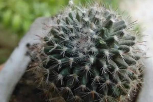 開花這件事，不同的植物有不同的處理方式，有開的快的，和開的慢的。那么 玉翁仙人球究竟屬于哪一種，他一年會開幾次花，什么時候開花，開多長時間，這些內容下文當中都有哦！ 玉翁仙人球有花苞后多久才會開花 玉翁仙人球在有花苞之后一般一到兩天之后就會開花。 玉翁一年開幾次花 通常玉翁的花期在每年的6-7月份，根據玉翁仙人球的營養程度來確定開花的期限。一般一年之內很少會開幾遍花。 玉翁仙人球不開花怎么辦 1、玉翁對溫度和光照的不適應 當溫度過低，光照不足的時候會造成玉翁不開花。冬天的時候，要放到室內過冬，要保證室內溫度在5-6℃。當室內溫度接近0℃時，要注意防寒保暖，除了控制澆水外，要在晴天的時候放到向陽的陽臺上取暖。當玉翁的盆土過濕，氣溫過高，光線過弱的時候也不利于玉翁的生長。平常要保證玉翁的生長溫度在24-26℃，夏季避免在強光下暴曬。 2、玉翁澆水過多或過少 澆水過多，會導致水害，造成玉翁不開花。在生長期內要少澆水，要以“不干不澆，澆則澆透”為原則。平常3-4個星期澆水一次為最佳，切忌澆水時沾到球體。長時間的缺水或澆水少也會影響玉翁生長。 3、玉翁的施肥不足或過多 沒有肥料或者肥料不足，也不可能開花。玉翁對肥料需求不大，但是還是要施氮肥。最好半年施一次稀釋肥。 玉翁仙人球的繁殖方法 一、玉翁的播種繁殖 1、播種時間 每年的4-6月。 2、發芽條件 發芽的適宜溫度為15-25℃。 3、具體方法 將玉翁的種子直接撒在盆土里面，7天后可發芽。當幼苗長一段時間后就可以分栽，將幼苗分開栽與盆中。 4、注意事項 澆水要適當，土壤不能過干。幼苗過冬的溫度要在10℃以上。當幼苗頂部長出毛刺時，就可盆栽，一盆一苗，分栽最好在春季進行。 二、玉翁的扦插 1、扦插時間 扦插可在每年的4-10月進行。 2、扦插條件 扦插的基質用河沙加上少量的鋸。扦插要選用飽滿突出的小球作插穗。子球太小容易腐爛。 3、具體方法 要保證插穗的球面要光滑，然后在上面涂木碳粉或硫磺粉后放到陰涼處晾2-3天。等到分泌的汁液干了之后，切面收縮后即可扦插。插后放在半陰處，噴一些水，保持土壤的濕潤，40天左右即可生根成活。 4、注意事項 夏季高溫多雨的是后不能扦插，但是在溫室里可以一年四季進行扦插。扦插是不要插得太深，切口以稍入土為宜。玉翁的嫁接嫁接準備砧板用仙人球或量天尺，接穗用子球具體方法將培育3個月以上的小仙人球嫁接上柔嫩的量天尺上催長。待接穗長到一定大小后砧板支撐不了時，即可切下來，晾干傷口后進行扦插盆栽。在土壤肥沃、空氣流通的良好環境下，不經嫁接的實生苗長得也很快。上盆后的實生苗或嫁接仔球要放在半陰處，切忌陽光直射，7-10天后球體不萎縮，即可成活。注意事項嫁接后不要澆水，要放置在陰涼處。 雖然仙人球的生存難度比較小，但是養死仙人球的人也不在少數，所以想要知道怎樣才能養出健康有活力的仙人球，就需要平常多看一些與仙人球種植有關的內容，尤其是要記得關注致富熱！