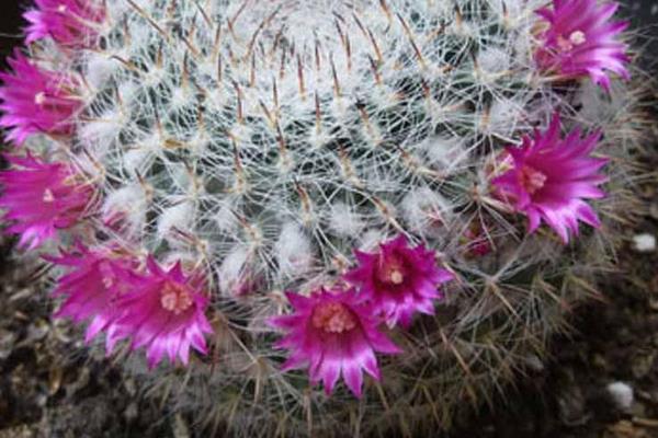 開花這件事，不同的植物有不同的處理方式，有開的快的，和開的慢的。那么 玉翁仙人球究竟屬于哪一種，他一年會開幾次花，什么時候開花，開多長時間，這些內容下文當中都有哦！ 玉翁仙人球有花苞后多久才會開花 玉翁仙人球在有花苞之后一般一到兩天之后就會開花。 玉翁一年開幾次花 通常玉翁的花期在每年的6-7月份，根據玉翁仙人球的營養程度來確定開花的期限。一般一年之內很少會開幾遍花。 玉翁仙人球不開花怎么辦 1、玉翁對溫度和光照的不適應 當溫度過低，光照不足的時候會造成玉翁不開花。冬天的時候，要放到室內過冬，要保證室內溫度在5-6℃。當室內溫度接近0℃時，要注意防寒保暖，除了控制澆水外，要在晴天的時候放到向陽的陽臺上取暖。當玉翁的盆土過濕，氣溫過高，光線過弱的時候也不利于玉翁的生長。平常要保證玉翁的生長溫度在24-26℃，夏季避免在強光下暴曬。 2、玉翁澆水過多或過少 澆水過多，會導致水害，造成玉翁不開花。在生長期內要少澆水，要以“不干不澆，澆則澆透”為原則。平常3-4個星期澆水一次為最佳，切忌澆水時沾到球體。長時間的缺水或澆水少也會影響玉翁生長。 3、玉翁的施肥不足或過多 沒有肥料或者肥料不足，也不可能開花。玉翁對肥料需求不大，但是還是要施氮肥。最好半年施一次稀釋肥。 玉翁仙人球的繁殖方法 一、玉翁的播種繁殖 1、播種時間 每年的4-6月。 2、發芽條件 發芽的適宜溫度為15-25℃。 3、具體方法 將玉翁的種子直接撒在盆土里面，7天后可發芽。當幼苗長一段時間后就可以分栽，將幼苗分開栽與盆中。 4、注意事項 澆水要適當，土壤不能過干。幼苗過冬的溫度要在10℃以上。當幼苗頂部長出毛刺時，就可盆栽，一盆一苗，分栽最好在春季進行。 二、玉翁的扦插 1、扦插時間 扦插可在每年的4-10月進行。 2、扦插條件 扦插的基質用河沙加上少量的鋸。扦插要選用飽滿突出的小球作插穗。子球太小容易腐爛。 3、具體方法 要保證插穗的球面要光滑，然后在上面涂木碳粉或硫磺粉后放到陰涼處晾2-3天。等到分泌的汁液干了之后，切面收縮后即可扦插。插后放在半陰處，噴一些水，保持土壤的濕潤，40天左右即可生根成活。 4、注意事項 夏季高溫多雨的是后不能扦插，但是在溫室里可以一年四季進行扦插。扦插是不要插得太深，切口以稍入土為宜。玉翁的嫁接嫁接準備砧板用仙人球或量天尺，接穗用子球具體方法將培育3個月以上的小仙人球嫁接上柔嫩的量天尺上催長。待接穗長到一定大小后砧板支撐不了時，即可切下來，晾干傷口后進行扦插盆栽。在土壤肥沃、空氣流通的良好環境下，不經嫁接的實生苗長得也很快。上盆后的實生苗或嫁接仔球要放在半陰處，切忌陽光直射，7-10天后球體不萎縮，即可成活。注意事項嫁接后不要澆水，要放置在陰涼處。 雖然仙人球的生存難度比較小，但是養死仙人球的人也不在少數，所以想要知道怎樣才能養出健康有活力的仙人球，就需要平常多看一些與仙人球種植有關的內容，尤其是要記得關注致富熱！