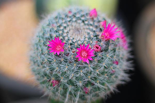 開花這件事，不同的植物有不同的處理方式，有開的快的，和開的慢的。那么 玉翁仙人球究竟屬于哪一種，他一年會開幾次花，什么時候開花，開多長時間，這些內容下文當中都有哦！ 玉翁仙人球有花苞后多久才會開花 玉翁仙人球在有花苞之后一般一到兩天之后就會開花。 玉翁一年開幾次花 通常玉翁的花期在每年的6-7月份，根據玉翁仙人球的營養程度來確定開花的期限。一般一年之內很少會開幾遍花。 玉翁仙人球不開花怎么辦 1、玉翁對溫度和光照的不適應 當溫度過低，光照不足的時候會造成玉翁不開花。冬天的時候，要放到室內過冬，要保證室內溫度在5-6℃。當室內溫度接近0℃時，要注意防寒保暖，除了控制澆水外，要在晴天的時候放到向陽的陽臺上取暖。當玉翁的盆土過濕，氣溫過高，光線過弱的時候也不利于玉翁的生長。平常要保證玉翁的生長溫度在24-26℃，夏季避免在強光下暴曬。 2、玉翁澆水過多或過少 澆水過多，會導致水害，造成玉翁不開花。在生長期內要少澆水，要以“不干不澆，澆則澆透”為原則。平常3-4個星期澆水一次為最佳，切忌澆水時沾到球體。長時間的缺水或澆水少也會影響玉翁生長。 3、玉翁的施肥不足或過多 沒有肥料或者肥料不足，也不可能開花。玉翁對肥料需求不大，但是還是要施氮肥。最好半年施一次稀釋肥。 玉翁仙人球的繁殖方法 一、玉翁的播種繁殖 1、播種時間 每年的4-6月。 2、發芽條件 發芽的適宜溫度為15-25℃。 3、具體方法 將玉翁的種子直接撒在盆土里面，7天后可發芽。當幼苗長一段時間后就可以分栽，將幼苗分開栽與盆中。 4、注意事項 澆水要適當，土壤不能過干。幼苗過冬的溫度要在10℃以上。當幼苗頂部長出毛刺時，就可盆栽，一盆一苗，分栽最好在春季進行。 二、玉翁的扦插 1、扦插時間 扦插可在每年的4-10月進行。 2、扦插條件 扦插的基質用河沙加上少量的鋸。扦插要選用飽滿突出的小球作插穗。子球太小容易腐爛。 3、具體方法 要保證插穗的球面要光滑，然后在上面涂木碳粉或硫磺粉后放到陰涼處晾2-3天。等到分泌的汁液干了之后，切面收縮后即可扦插。插后放在半陰處，噴一些水，保持土壤的濕潤，40天左右即可生根成活。 4、注意事項 夏季高溫多雨的是后不能扦插，但是在溫室里可以一年四季進行扦插。扦插是不要插得太深，切口以稍入土為宜。玉翁的嫁接嫁接準備砧板用仙人球或量天尺，接穗用子球具體方法將培育3個月以上的小仙人球嫁接上柔嫩的量天尺上催長。待接穗長到一定大小后砧板支撐不了時，即可切下來，晾干傷口后進行扦插盆栽。在土壤肥沃、空氣流通的良好環境下，不經嫁接的實生苗長得也很快。上盆后的實生苗或嫁接仔球要放在半陰處，切忌陽光直射，7-10天后球體不萎縮，即可成活。注意事項嫁接后不要澆水，要放置在陰涼處。 雖然仙人球的生存難度比較小，但是養死仙人球的人也不在少數，所以想要知道怎樣才能養出健康有活力的仙人球，就需要平常多看一些與仙人球種植有關的內容，尤其是要記得關注致富熱！