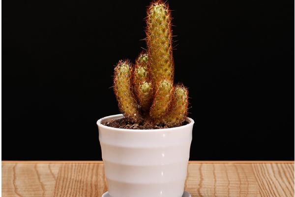 多肉金手指能長多大 金手指開花嗎