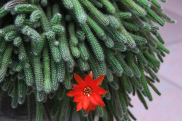 仙人指的養殖方法與注意事項  仙人指為什么不開花