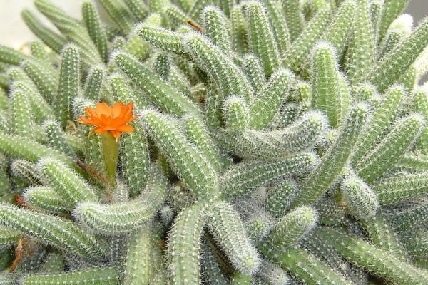 仙人指圖片大全 仙人指有哪些種類