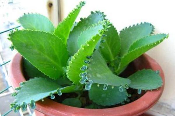 落地生根長滿盆子怎么辦（泛濫生長） 落地生根的作用