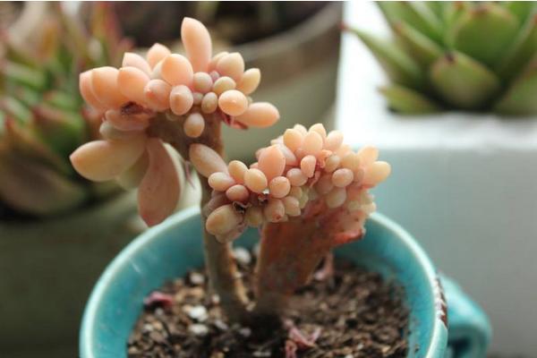 多肉醉美人為什么容易綴化 醉美人的形態特征