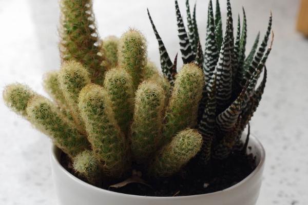 多肉金手指怎么養 多肉金手指養殖方法與注意事項