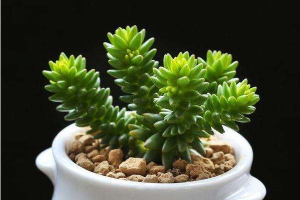 白花小松怎么養(yǎng)(快速爆盆) 白花小松養(yǎng)殖方法與注意事項(xiàng)