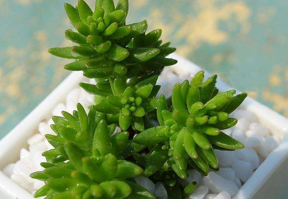 白花小松怎么養(yǎng)(快速爆盆) 白花小松養(yǎng)殖方法與注意事項(xiàng)