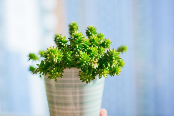 白花小松怎么養(yǎng)(快速爆盆) 白花小松養(yǎng)殖方法與注意事項(xiàng)