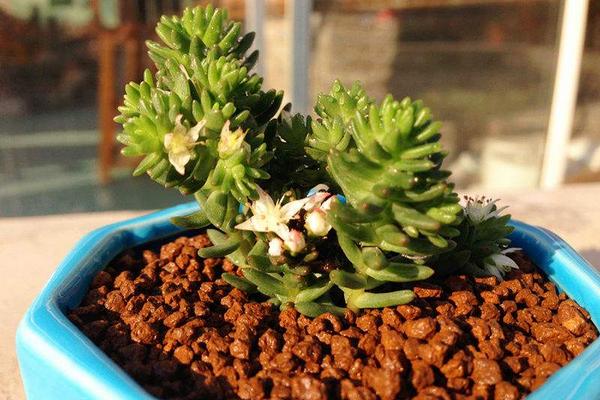 白花小松怎么養(yǎng)(快速爆盆) 白花小松養(yǎng)殖方法與注意事項(xiàng)