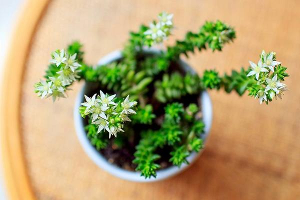 白花小松怎么養(yǎng)(快速爆盆) 白花小松養(yǎng)殖方法與注意事項(xiàng)