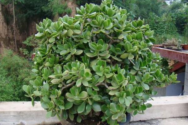 燕子掌怎么澆水施肥 燕子掌葉子發軟干枯原因及解決辦法