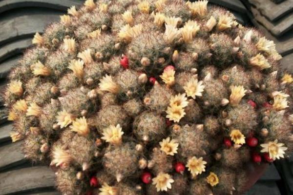 松霞多肉仙人掌的養殖方法與注意事項  松霞的病蟲害及其防治