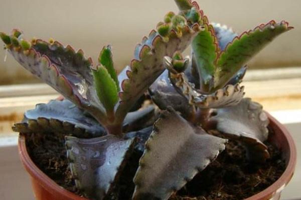 多肉不死鳥長太高怎么辦 不死鳥養殖注意事項