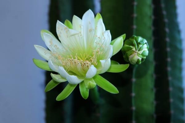 量天尺是火龍果嗎 量天尺和火龍果的區別是什么