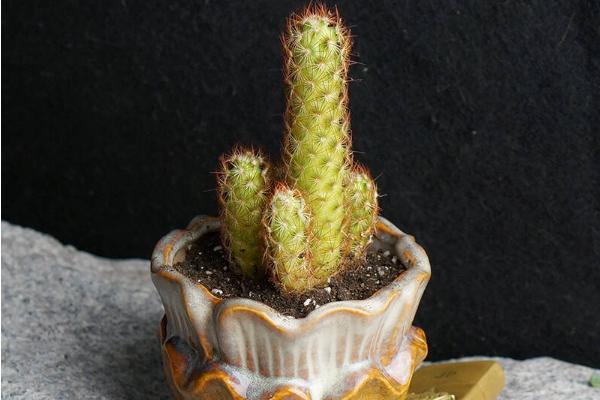 多肉金手指怎么養(yǎng) 多肉金手指養(yǎng)殖方法與注意事項(xiàng)