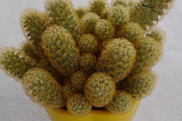 多肉金手指怎么養(yǎng) 多肉金手指養(yǎng)殖方法與注意事項(xiàng)