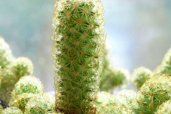 多肉金手指怎么養(yǎng) 多肉金手指養(yǎng)殖方法與注意事項(xiàng)