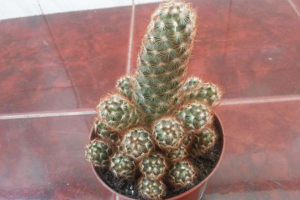 多肉金手指怎么養(yǎng) 多肉金手指養(yǎng)殖方法與注意事項(xiàng)